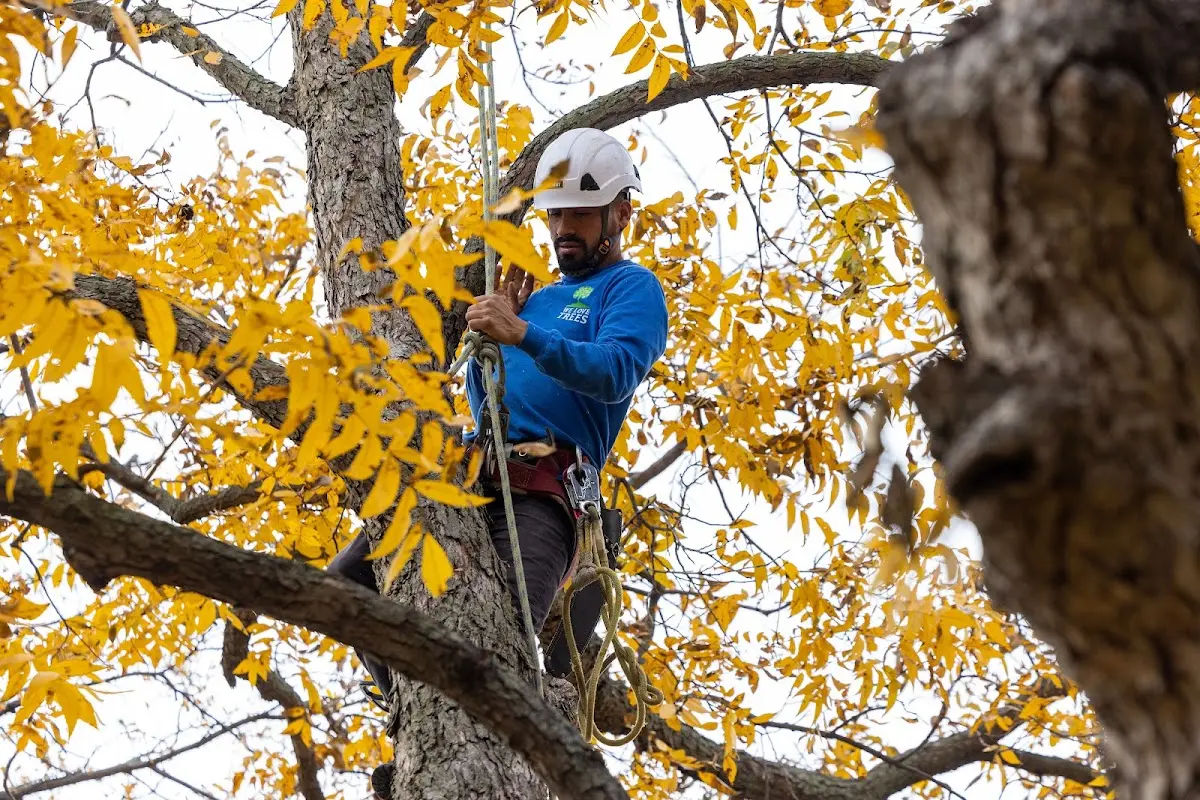 Skilled Storm Damage Cleanup crew working in Tsaile